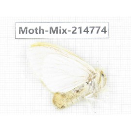 Moths sp. China, Guizhou, Qiandongnan, Congjiang county.1Pcs. Moth-Mix-214774.