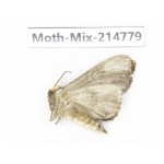 Moths sp. China, Guizhou, Qiandongnan, Congjiang county.1Pcs. Moth-Mix-214779.