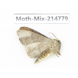 Moths sp. China, Guizhou, Qiandongnan, Congjiang county.1Pcs. Moth-Mix-214779.