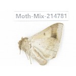 Moths sp. China, Guizhou, Qiandongnan, Congjiang county.1Pcs. Moth-Mix-214781.