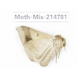 Moths sp. China, Guizhou, Qiandongnan, Congjiang county.1Pcs. Moth-Mix-214781.
