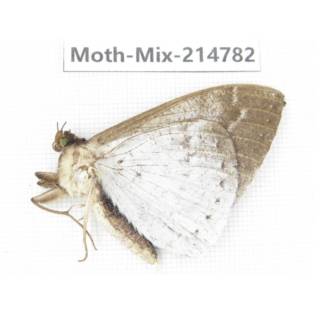 Moths sp. China, Guizhou, Qiandongnan, Congjiang county.1Pcs. Moth-Mix-214782.