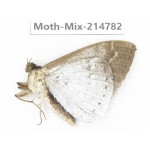 Moths sp. China, Guizhou, Qiandongnan, Congjiang county.1Pcs. Moth-Mix-214782.