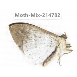 Moths sp. China, Guizhou, Qiandongnan, Congjiang county.1Pcs. Moth-Mix-214782.