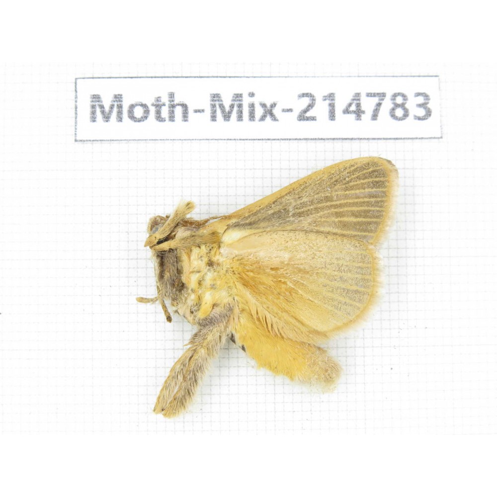 Moths sp. China, Guizhou, Qiandongnan, Congjiang county.1Pcs. Moth-Mix-214783.