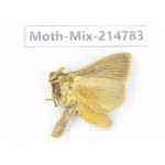 Moths sp. China, Guizhou, Qiandongnan, Congjiang county.1Pcs. Moth-Mix-214783.
