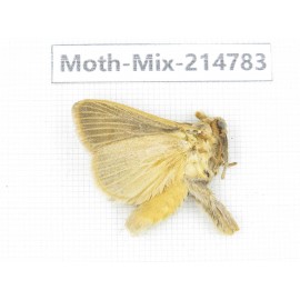 Moths sp. China, Guizhou, Qiandongnan, Congjiang county.1Pcs. Moth-Mix-214783.