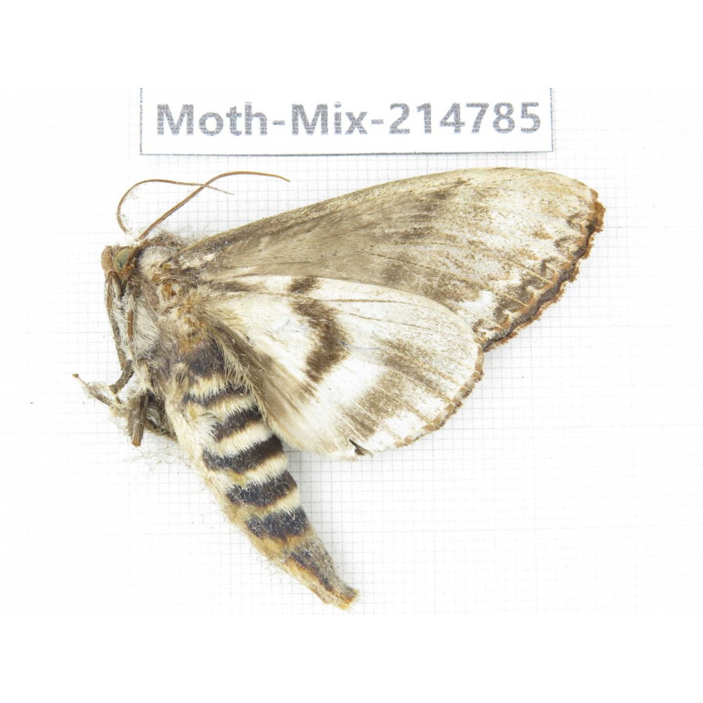 Moths sp. China, Guizhou, Qiandongnan, Congjiang county.1Pcs. Moth-Mix-214785.