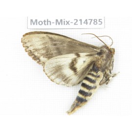 Moths sp. China, Guizhou, Qiandongnan, Congjiang county.1Pcs. Moth-Mix-214785.