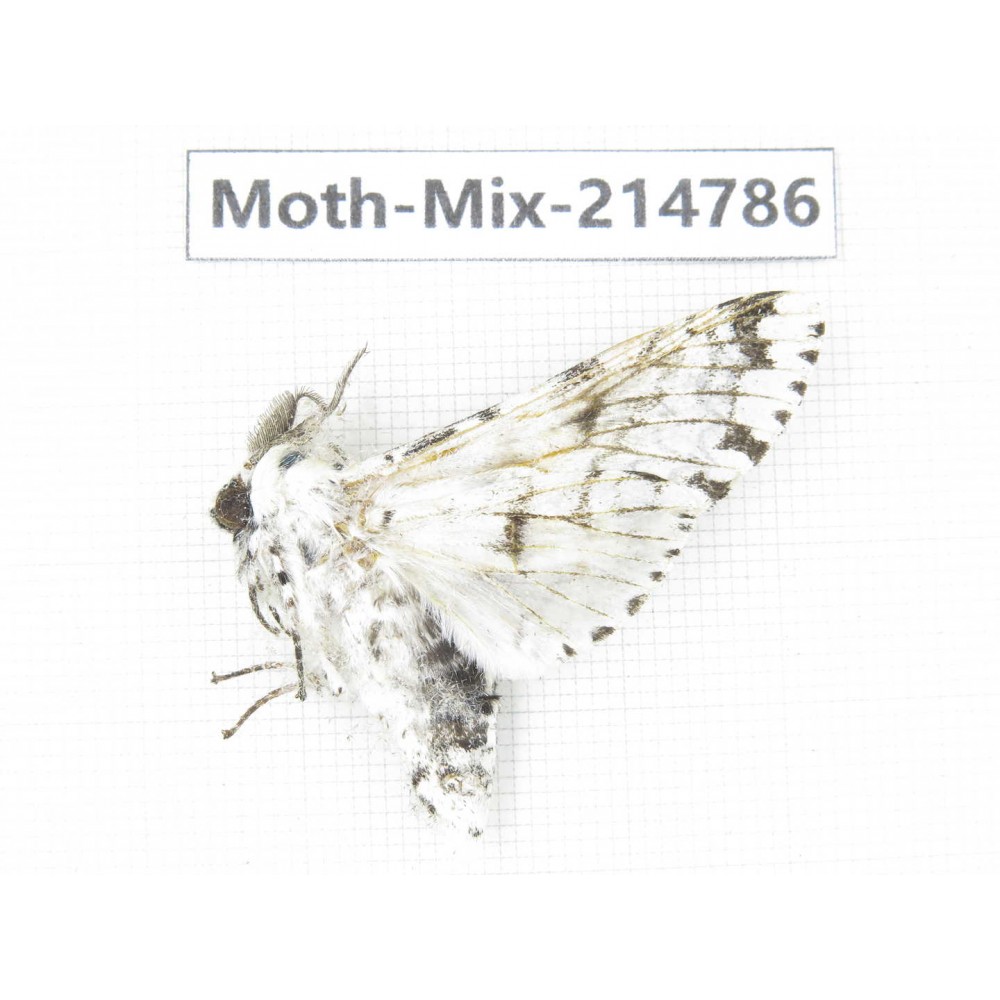 Moths sp. China, Guizhou, Qiandongnan, Congjiang county.1Pcs. Moth-Mix-214786.