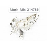 Moths sp. China, Guizhou, Qiandongnan, Congjiang county.1Pcs. Moth-Mix-214786.