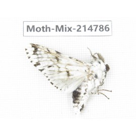 Moths sp. China, Guizhou, Qiandongnan, Congjiang county.1Pcs. Moth-Mix-214786.
