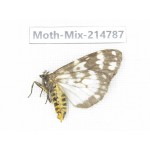 Moths sp. China, Guizhou, Qiandongnan, Congjiang county.1Pcs. Moth-Mix-214787.