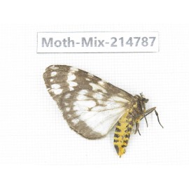 Moths sp. China, Guizhou, Qiandongnan, Congjiang county.1Pcs. Moth-Mix-214787.