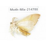 Moths sp. China, Guizhou, Qiandongnan, Congjiang county.1Pcs. Moth-Mix-214788.