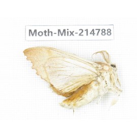 Moths sp. China, Guizhou, Qiandongnan, Congjiang county.1Pcs. Moth-Mix-214788.