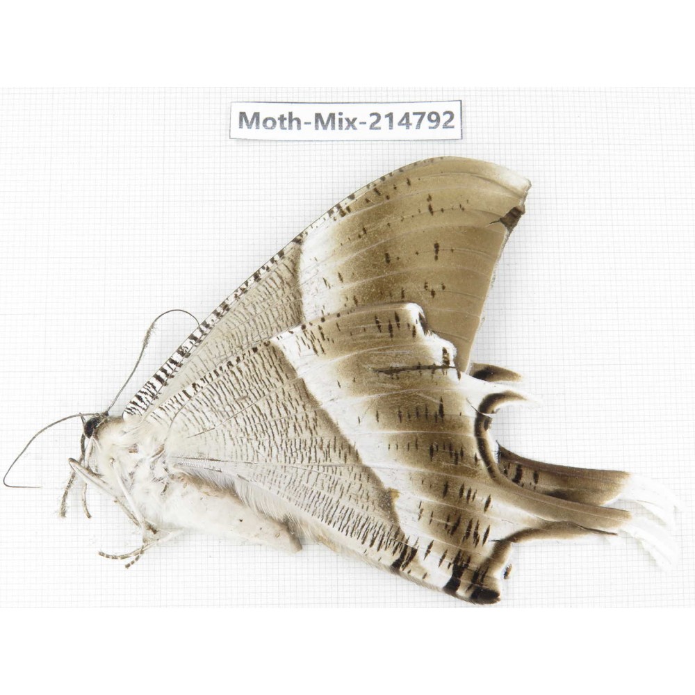 Moths sp. China, Guizhou, Qiandongnan, Congjiang county.1Pcs. Moth-Mix-214792.