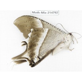 Moths sp. China, Guizhou, Qiandongnan, Congjiang county.1Pcs. Moth-Mix-214792.