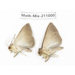 Moths sp. China, Guizhou, Qiandongnan, Congjiang county. 2Pcs. Moth-Mix-211000.