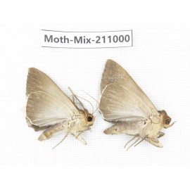 Moths sp. China, Guizhou, Qiandongnan, Congjiang county. 2Pcs. Moth-Mix-211000.