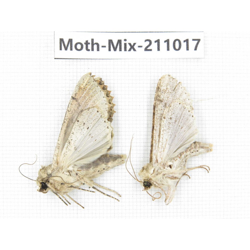 Moths sp. China, Guizhou, Qiandongnan, Congjiang county. 2Pcs. Moth-Mix-211017.