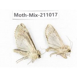 Moths sp. China, Guizhou, Qiandongnan, Congjiang county. 2Pcs. Moth-Mix-211017.