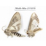 Moths sp. China, Guizhou, Qiandongnan, Congjiang county. 2Pcs. Moth-Mix-211019.