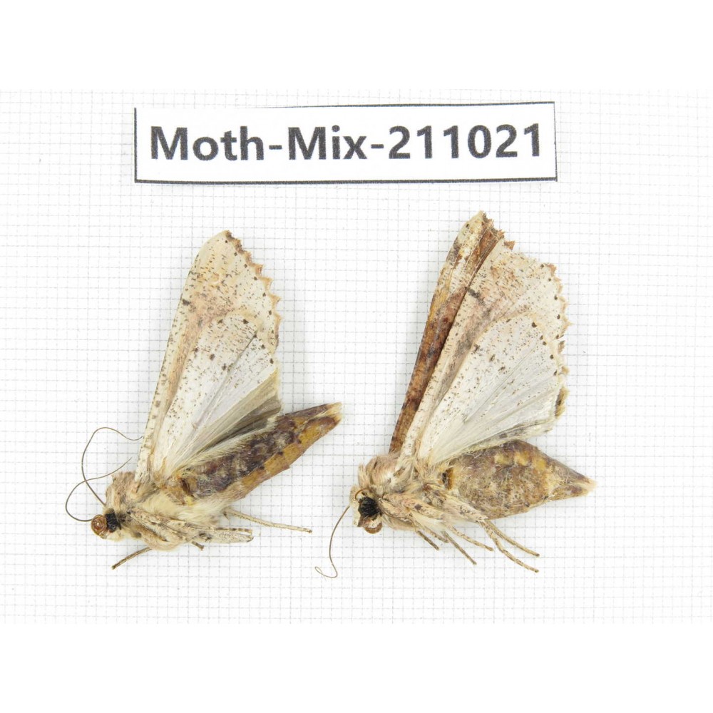 Moths sp. China, Guizhou, Qiandongnan, Congjiang county. 2Pcs. Moth-Mix-211021.