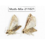 Moths sp. China, Guizhou, Qiandongnan, Congjiang county. 2Pcs. Moth-Mix-211021.