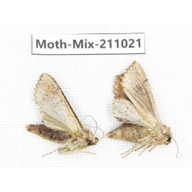 Moths sp. China, Guizhou, Qiandongnan, Congjiang county. 2Pcs. Moth-Mix-211021.