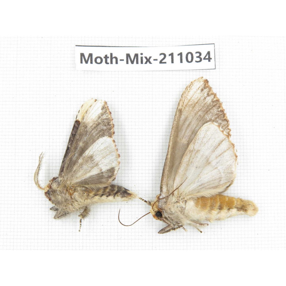 Moths sp. China, Guizhou, Qiandongnan, Congjiang county. 2Pcs. Moth-Mix-211034.