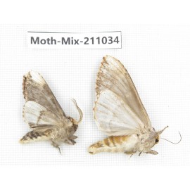 Moths sp. China, Guizhou, Qiandongnan, Congjiang county. 2Pcs. Moth-Mix-211034.