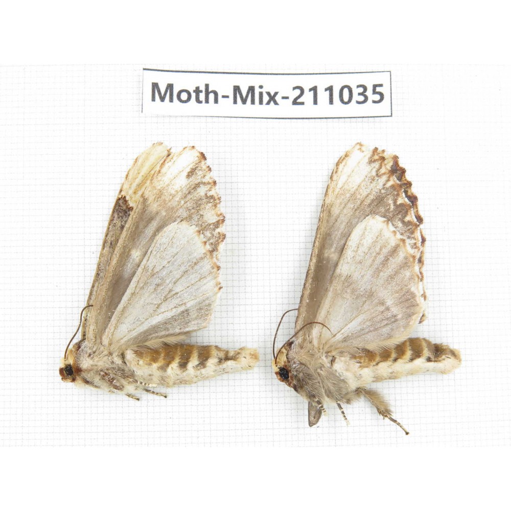 Moths sp. China, Guizhou, Qiandongnan, Congjiang county. 2Pcs. Moth-Mix-211035.