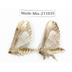 Moths sp. China, Guizhou, Qiandongnan, Congjiang county. 2Pcs. Moth-Mix-211035.