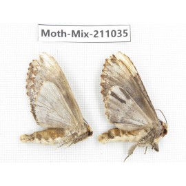 Moths sp. China, Guizhou, Qiandongnan, Congjiang county. 2Pcs. Moth-Mix-211035.
