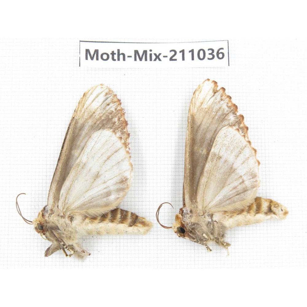 Moths sp. China, Guizhou, Qiandongnan, Congjiang county. 2Pcs. Moth-Mix-211036.
