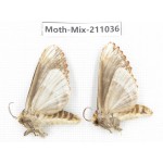 Moths sp. China, Guizhou, Qiandongnan, Congjiang county. 2Pcs. Moth-Mix-211036.