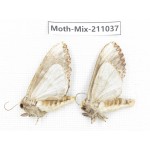 Moths sp. China, Guizhou, Qiandongnan, Congjiang county. 2Pcs. Moth-Mix-211037.