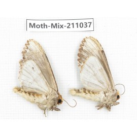 Moths sp. China, Guizhou, Qiandongnan, Congjiang county. 2Pcs. Moth-Mix-211037.