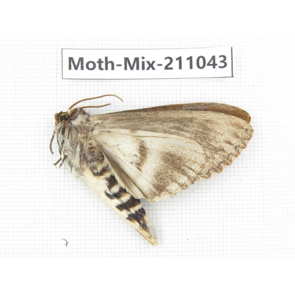 Moths sp. China, Guizhou, Qiandongnan, Congjiang county. 1Pcs. Moth-Mix-211043.
