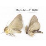 Moths sp. China, Guizhou, Qiandongnan, Congjiang county. 2Pcs. Moth-Mix-211048.