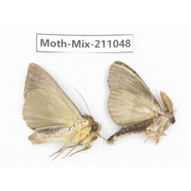 Moths sp. China, Guizhou, Qiandongnan, Congjiang county. 2Pcs. Moth-Mix-211048.