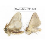 Moths sp. China, Guizhou, Qiandongnan, Congjiang county. 2Pcs. Moth-Mix-211049.