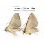 Moths sp. China, Guizhou, Qiandongnan, Congjiang county. 2Pcs. Moth-Mix-211050.