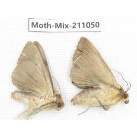 Moths sp. China, Guizhou, Qiandongnan, Congjiang county. 2Pcs. Moth-Mix-211050.