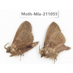 Moths sp. China, Guizhou, Qiandongnan, Congjiang county. 2Pcs. Moth-Mix-211055.