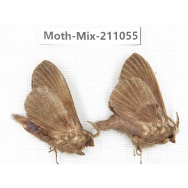 Moths sp. China, Guizhou, Qiandongnan, Congjiang county. 2Pcs. Moth-Mix-211055.