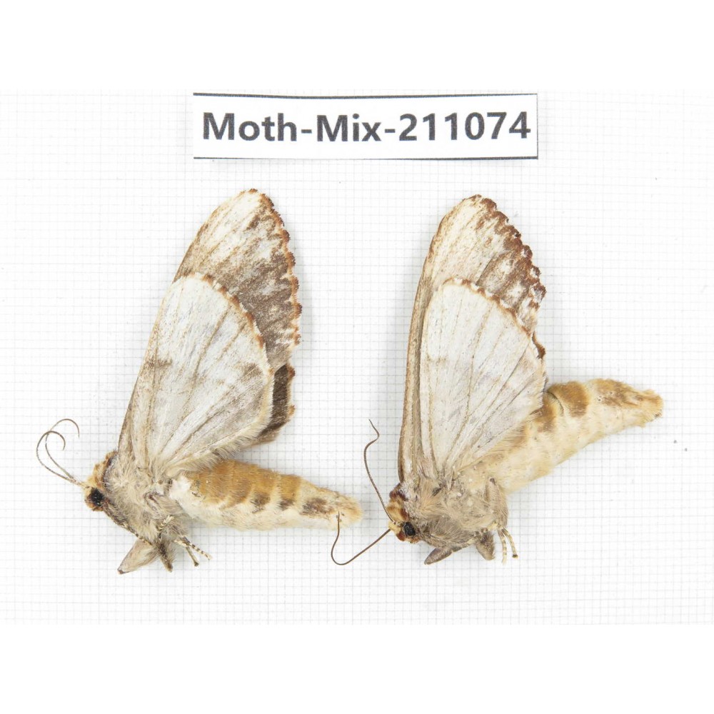 Moths sp. China, Guizhou, Qiandongnan, Congjiang county. 2Pcs. Moth-Mix-211074.