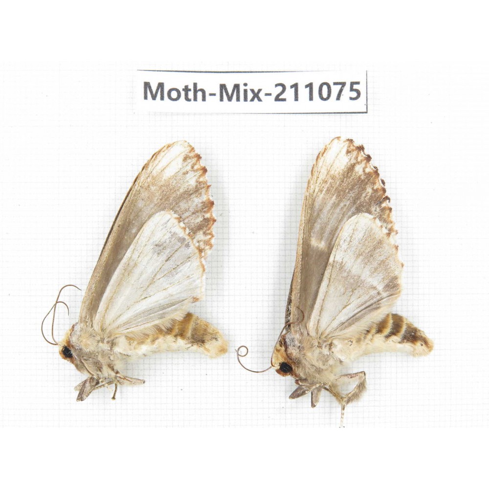 Moths sp. China, Guizhou, Qiandongnan, Congjiang county. 2Pcs. Moth-Mix-211075.
