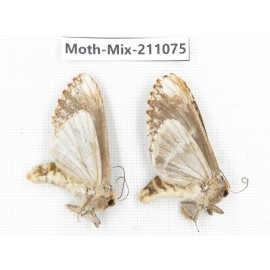 Moths sp. China, Guizhou, Qiandongnan, Congjiang county. 2Pcs. Moth-Mix-211075.